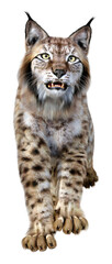 3D Rendering Lynx on White © photosvac