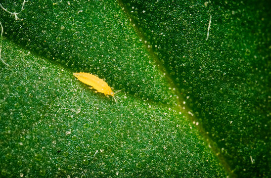 Macro shot of thrips infestation on a cannabis leaf, showing characteristic silver spots and tiny pests on a Northern Light plant