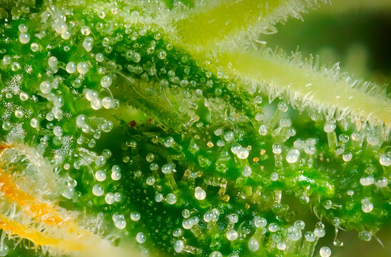 Extreme macro of Northern Light cannabis axillary buds showing resinous trichomes and white pistils during flowering stage