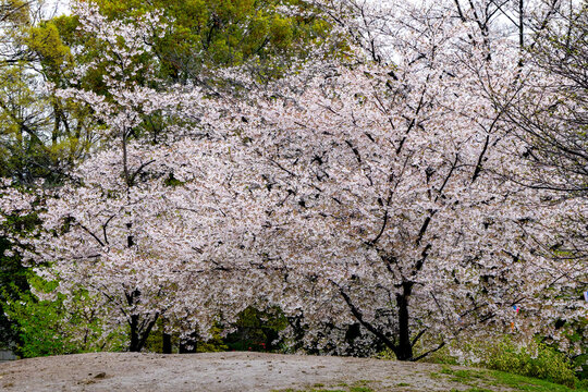 日本周遊　飛鳥山の春