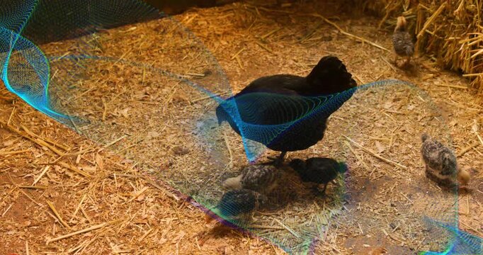 Adult black hen pecking and shifting, responding to chick pecking, sheltering brood under warm lamp