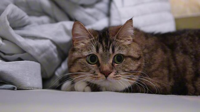 Tabby Cat Crouching Indoors on Soft Surface