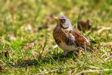 Kwiczoł(Turdus pilaris).  © Janusz Lipiński