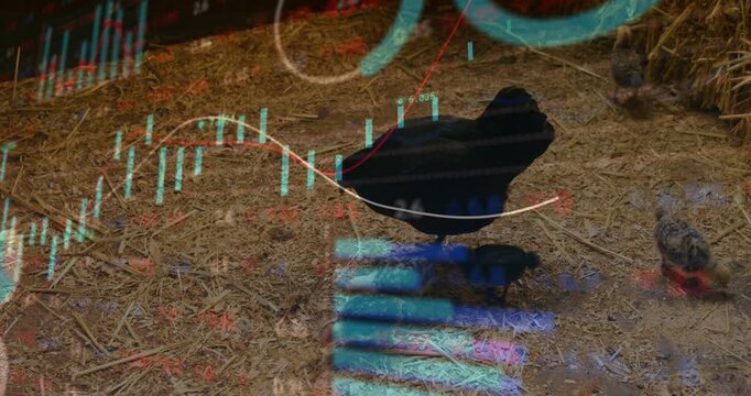 Financial overlay shifting prompts broody hen shifting and pecking straw while sheltering chicks