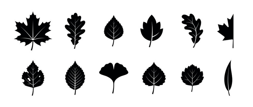 Collection of diverse black silhouette leaf icons representing various tree species and foliage types for nature designs and botanical illustrations.