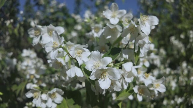 White Mock Orange flowers blooming in the scorching midday sun on a spring day, close-up.