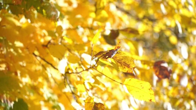 A leafy tree branch with yellow leaves is the main focus of the image. The leaves are arranged in a way that creates a sense of movement and flow, as if they are dancing in the wind