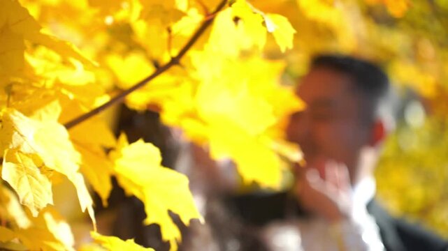 A leafy tree branch with yellow leaves is the main focus of the image. The leaves are arranged in a way that creates a sense of movement and flow, as if they are dancing in the wind