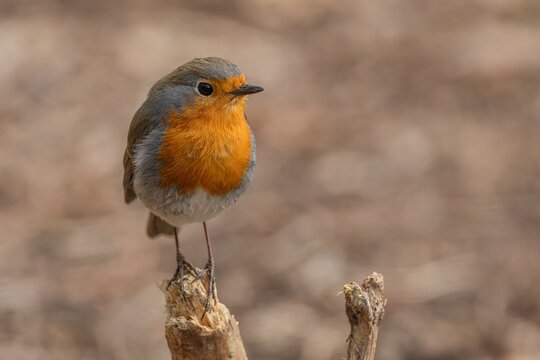 The European robin, close up portrait of a cute small passerine songbird with red breast, perching on a little wooden stick. Blurred brown background.