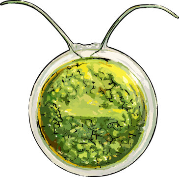 Chlamydomonas reinhardtii illustration