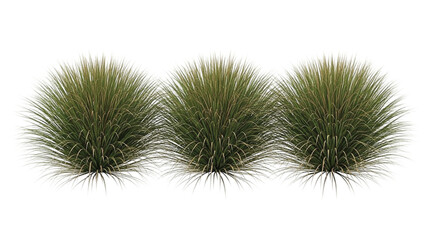 Obraz premium Close up of three green pineapple tops with spiky leaves