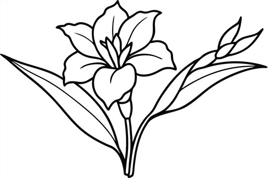gladiolus flower silhouette line art vector illustration with a white background