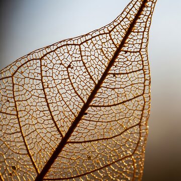 Intricate venation revealing the delicate framework of a dry leaf