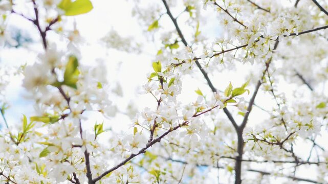 White cherry blossom flowers blooming on a tree branch in spring
