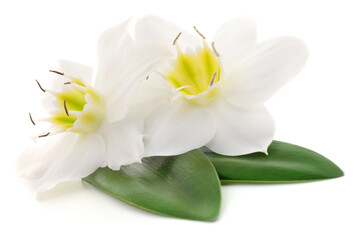 Fototapeta premium White daffodils with green leaves isolated on white background