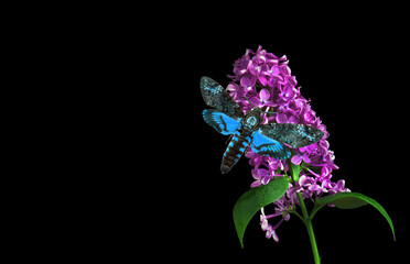 Night butterfly on purple lilac isolated on black. Bright blue Death's-head Hawkmoth butterfly on a...