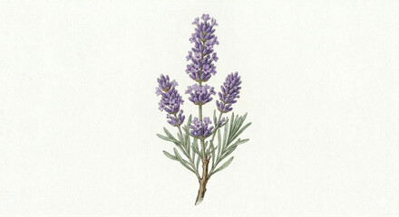 Fototapeta premium Vintage watercolor lavender flower stem illustration, isolated on white, botanical art. 화이트 배경에 고립된 빈티지 수채화 스타일의 라벤더 꽃 줄기 세밀화 일러스트