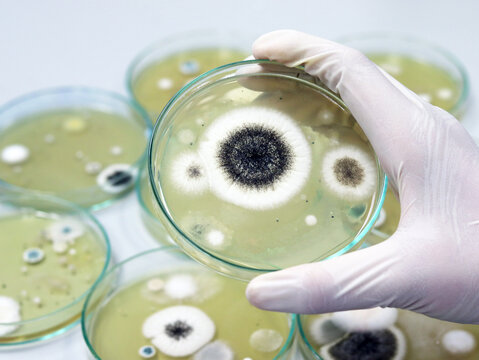 Malt extract agar in a Petri dish used as growth media for isolating and cultivating yeasts, molds, and fungi. Scientist holding culture plate in a medical laboratory during microbiology testing.