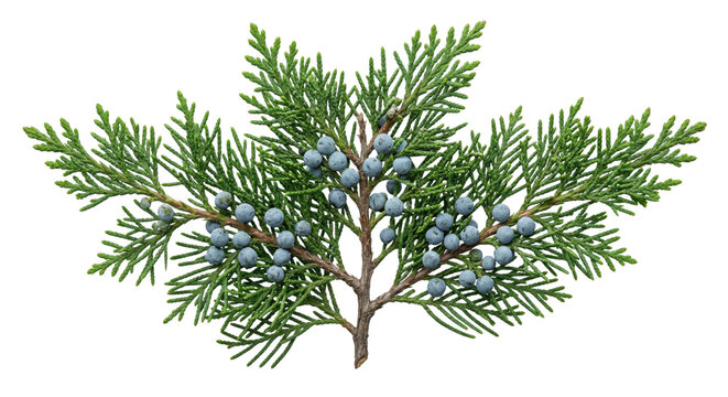 Green cypress branch with blue berries on transparent background