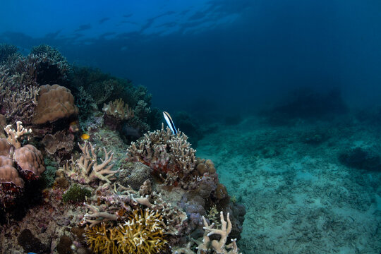 coral reef with mimic blenny fish