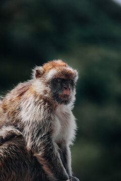 View of a Barbary macaque with detailed fur and expressive face stands out against the blurred green backdrop of foliage, Gibraltar, Gibraltar.