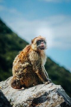 View of a Barbary macaque perched atop a weathered rock, with the green slopes rising behind against a backdrop of a bright blue sky, Gibraltar, Gibraltar.