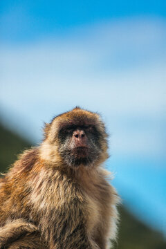 View of a Barbary macaque, its fur a blend of browns against the backdrop of azure sky, a glimpse into the unique wildlife, Gibraltar, Gibraltar.