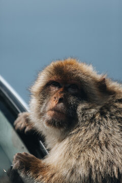 View of a Barbary macaque with its expressive face and dense fur, clinging to a car under a soft sky, Gibraltar, Gibraltar.