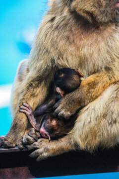 View of a Barbary macaque cradling its newborn baby, a tender scene against a backdrop of azure blue, Gibraltar, Gibraltar.