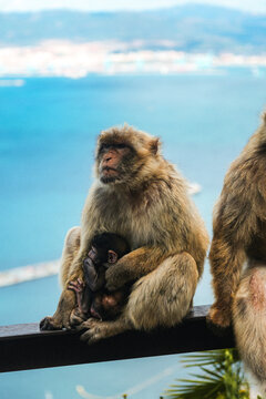 View of a mother monkey gently cradling her baby, with the bright turquoise sea stretching to the horizon, Gibraltar, Gibraltar.