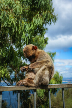 View of a Barbary macaque, its fur a blend of earthy browns, perched thoughtfully on a railing against a backdrop of sea and sky, Gibraltar, Gibraltar.