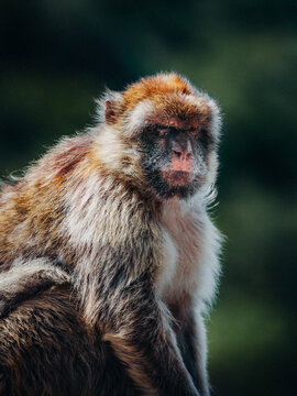 View of a Barbary macaque with its fur ruffled by the wind, perched against a dark green backdrop, creating a striking contrast of textures and tones, Gibraltar, Gibraltar.