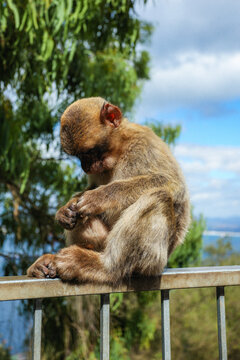 View of a Barbary macaque, perched contemplatively on a railing against a backdrop of blue skies and blurred greenery, Gibraltar, Gibraltar.