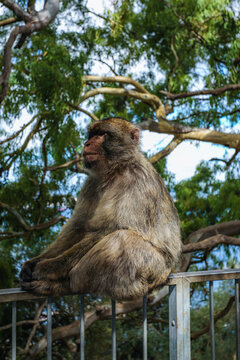 View of a Barbary macaque, with its soft fur and thoughtful gaze, perched on a metal railing against a backdrop of lush green foliage, Gibraltar, Gibraltar.