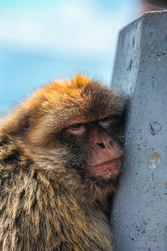 View of a Barbary macaque rests its head against a weathered stone pillar, its fur a blend of browns and grays against a backdrop of blurred blue, Gibraltar, Gibraltar.