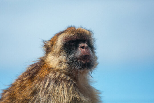 View of a furry primate with a black face gazing upwards against a backdrop of soft blue sky, its fur a mix of earthy browns and golds, Gibraltar, Gibraltar.