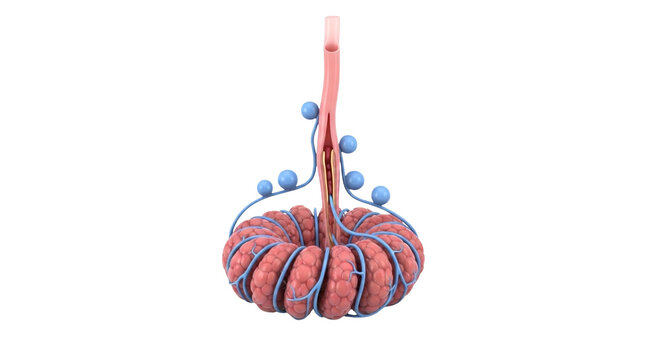 Testis Anatomy Model | Detailed Male Reproductive Gland Medical Illustration - Royalty Free