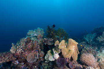 coral reef  © Dindo Bibera Nueza 