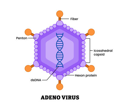 Adenovirus structure diagram anatomy of virus labeled fiber, penton, icosachedral caspid, hexon protein double strand DNA. microbiology virology educational medical infographic healthcare illustration