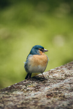 View of a vibrant chaffinch, perched with puffed feathers on a textured stone, set against a soft green backdrop, creating a striking contrast, Azores, Portugal.