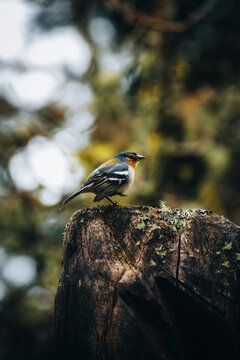View of a vibrant bird perched atop a weathered tree stump, tiny green plants clinging to its bark, framed by a soft-focus forest backdrop, Azores, Portugal.