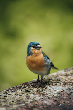 View of a colorful finch perched on a weathered stone, its blue head and orange breast contrasting against the blurred green backdrop, Azores, Portugal.