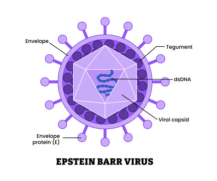 Epstein barr virus structure diagram anatomy of virus labeled envelope, envelope protein, viral capsid, dsDNA, tehument. Microbiology virology educational medical infographic healthcare illustration
