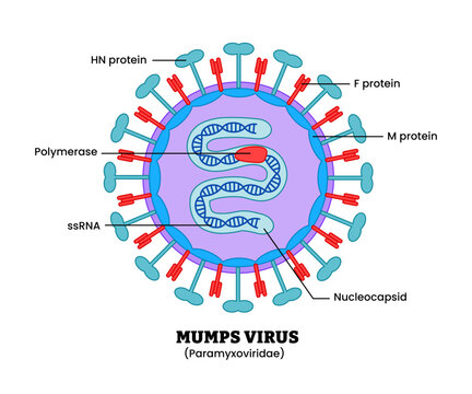 Mumps virus or paramyxoviridae virus structure diagram anatomy of virus labeled nucleocapsid, proteins, polymerase, ssRNA. Microbiology virology educational medical infographic healthcare illustration