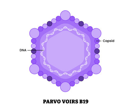 Canine parvovirus structure diagram anatomy of virus labeled DNA, capsid. Unvaccinated dogs virus bacteria. Microbiology virology educational medical infographic healthcare illustration