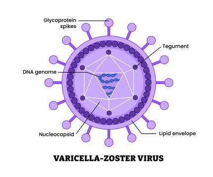 Varicella zoster virus structure diagram anatomy of virus labeled glycoprotein DNA, tegument lipid envelope, nucleocapsid. Microbiology virology educational medical infographic healthcare illustration
