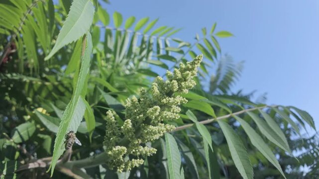 Honey bee on blooming Sumac tree on a sunny day