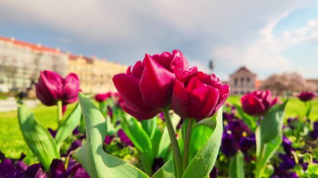 Close‑up of dark red‑purple tulips in spring on Zrinjevac near King Tomislav Square, with sunshine and the city softly visible behind the flowers.