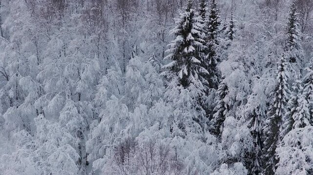 Cinematic aerial sweep over a dense winter forest with trees heavily laden with fresh white snow in the Lofoten Islands, Norway.