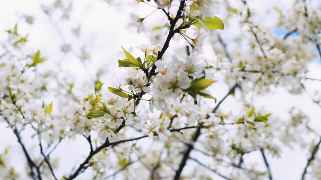 White cherry tree blossom swaying in wind